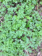 Image of poison hemlock