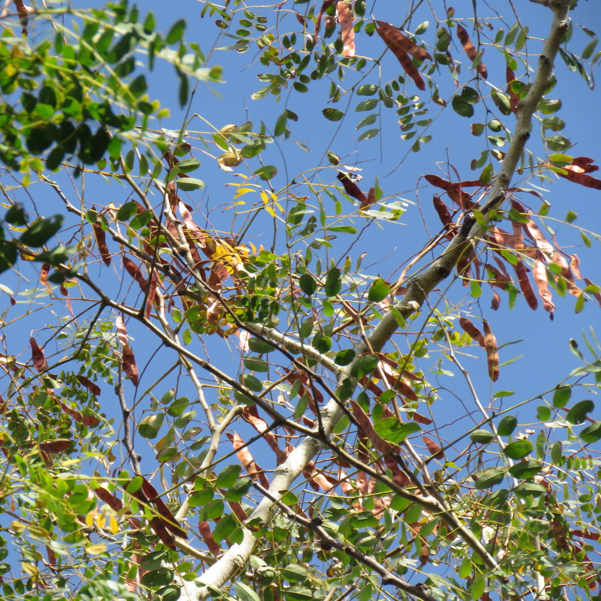 Image of tall albizia