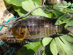 Image of Monarch Cichlid