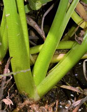 Image of velvetleaf