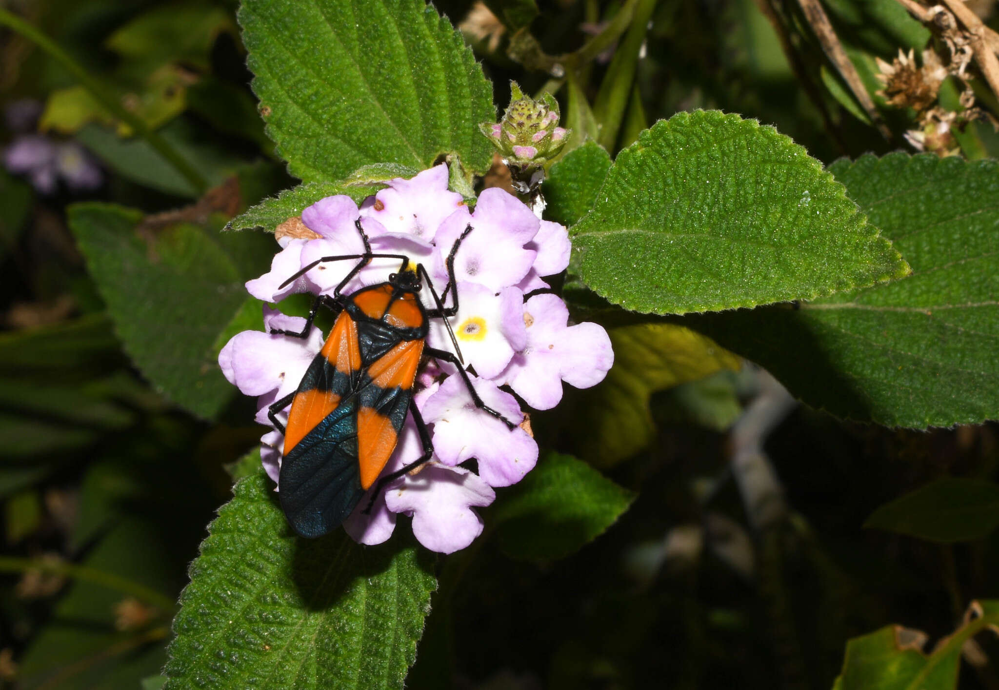 Image of Oncopeltus (Oncopeltus) orourkeae Faúndez & Rocca 2017