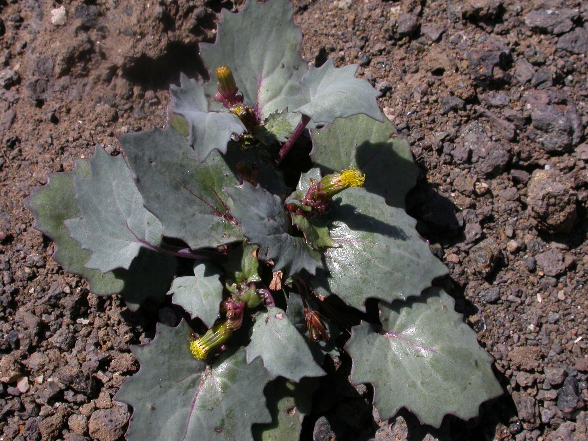 Image of Senecio flavus (Decne) Sch. Bip.