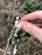 Image de Crataegus spathulata Michx.