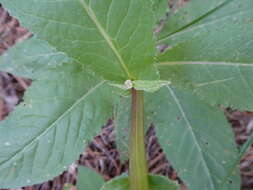 Image of Huachuca Mountain ragwort