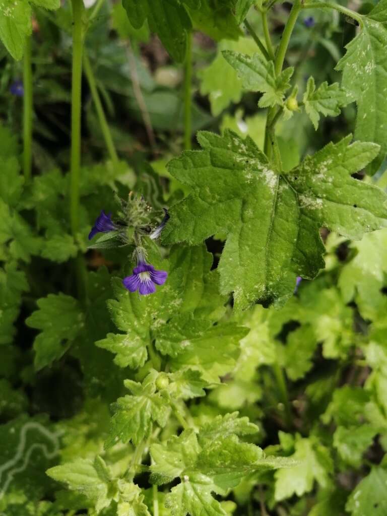 Слика од Stemodia durantifolia (L.) Sw.