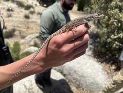 Image of Cope's leopard lizard