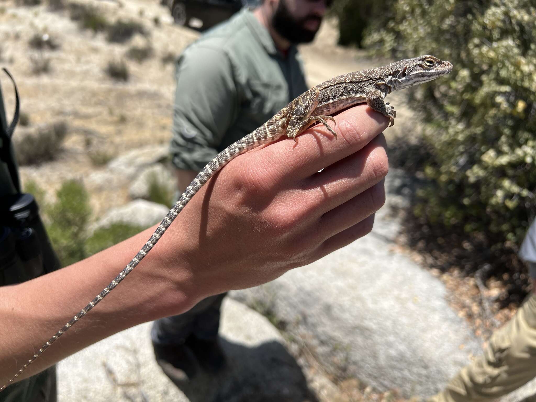 Image of Cope's leopard lizard