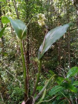 Imagem de Polystachya cultriformis (Thouars) Lindl. ex Spreng.