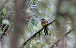 Image of Ward's Trogon