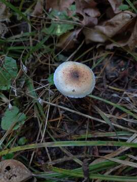 Image of Pholiota decorata (Murrill) A. H. Sm. & Hesler 1968