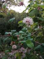 Image of Pisoniella arborescens (Lag. & Rodr.) Standl.