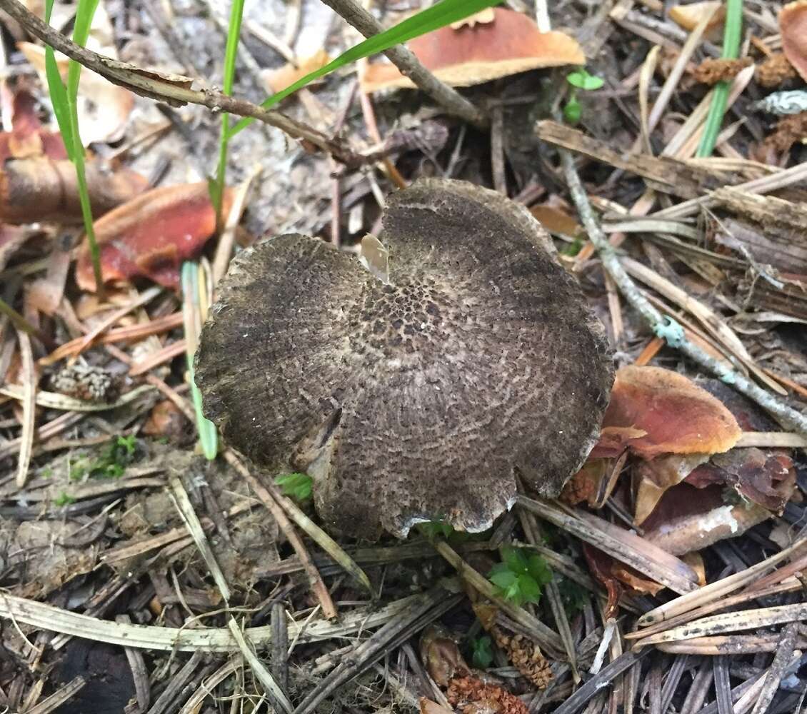 Image of Tricholoma moseri Singer 1989