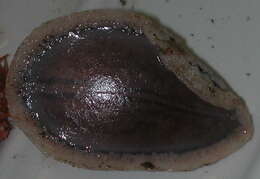 Image of scaled sea cucumber