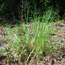 Слика од Coleataenia longifolia subsp. longifolia