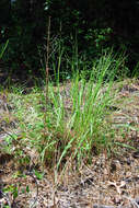 Image of redtop panicgrass
