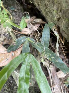 Image of Pteris longipinna Hayata