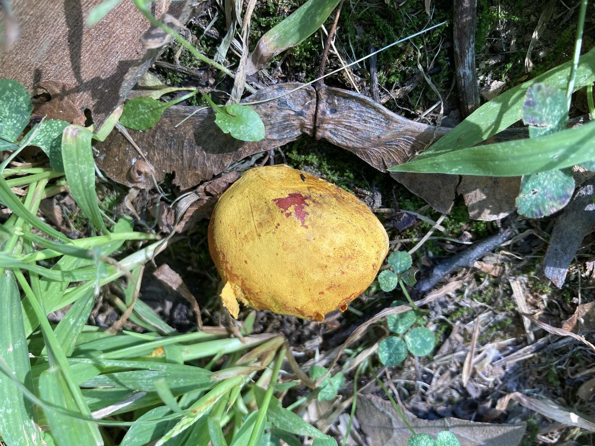 Image of Calvatia candida (Rostk.) Hollós 1902