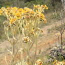 Image of Espeletiopsis muiska (Cuatrec.) Cuatrec.