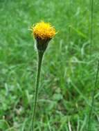 Image of bristly hawkbit