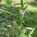 Image of Solanum simile F. Müll.