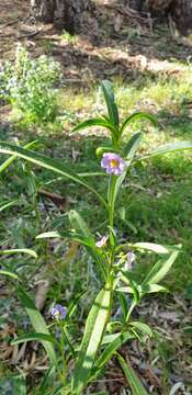 Image of Solanum simile F. Müll.