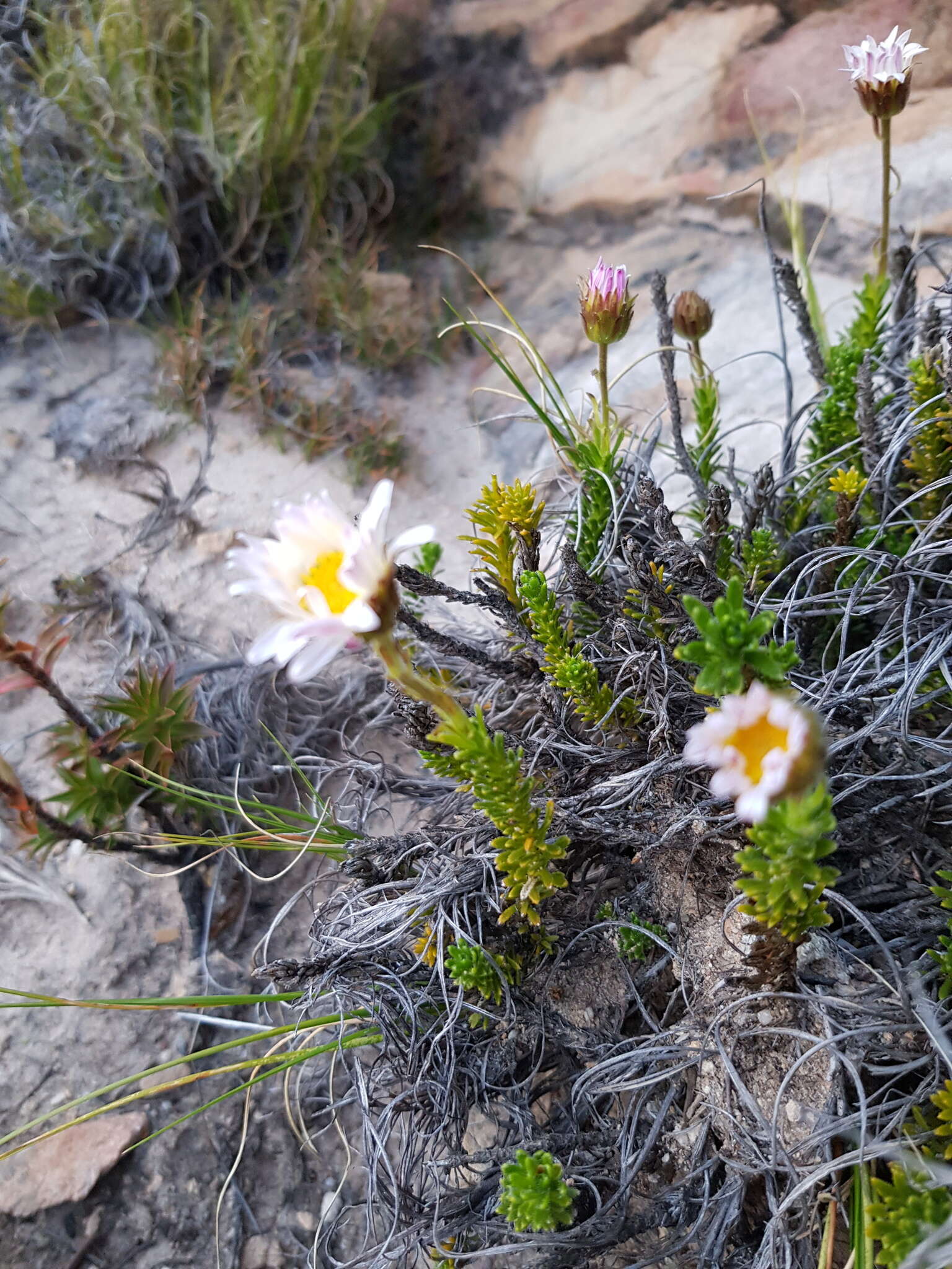 Image of Polyarrhena imbricata (DC.) Grau