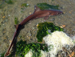 Image of Brown Smoothhound