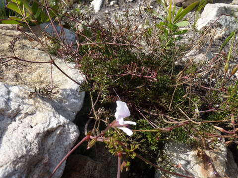 Image of Pelargonium longicaule Jacq.