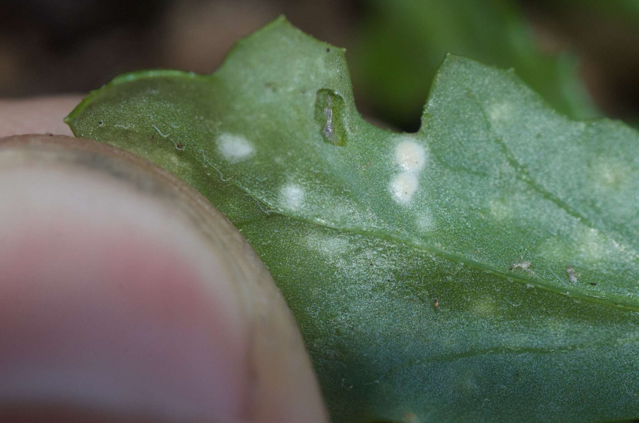 Image of Pustula obtusata