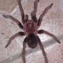 Image de Acanthoscurria maga Simon 1892