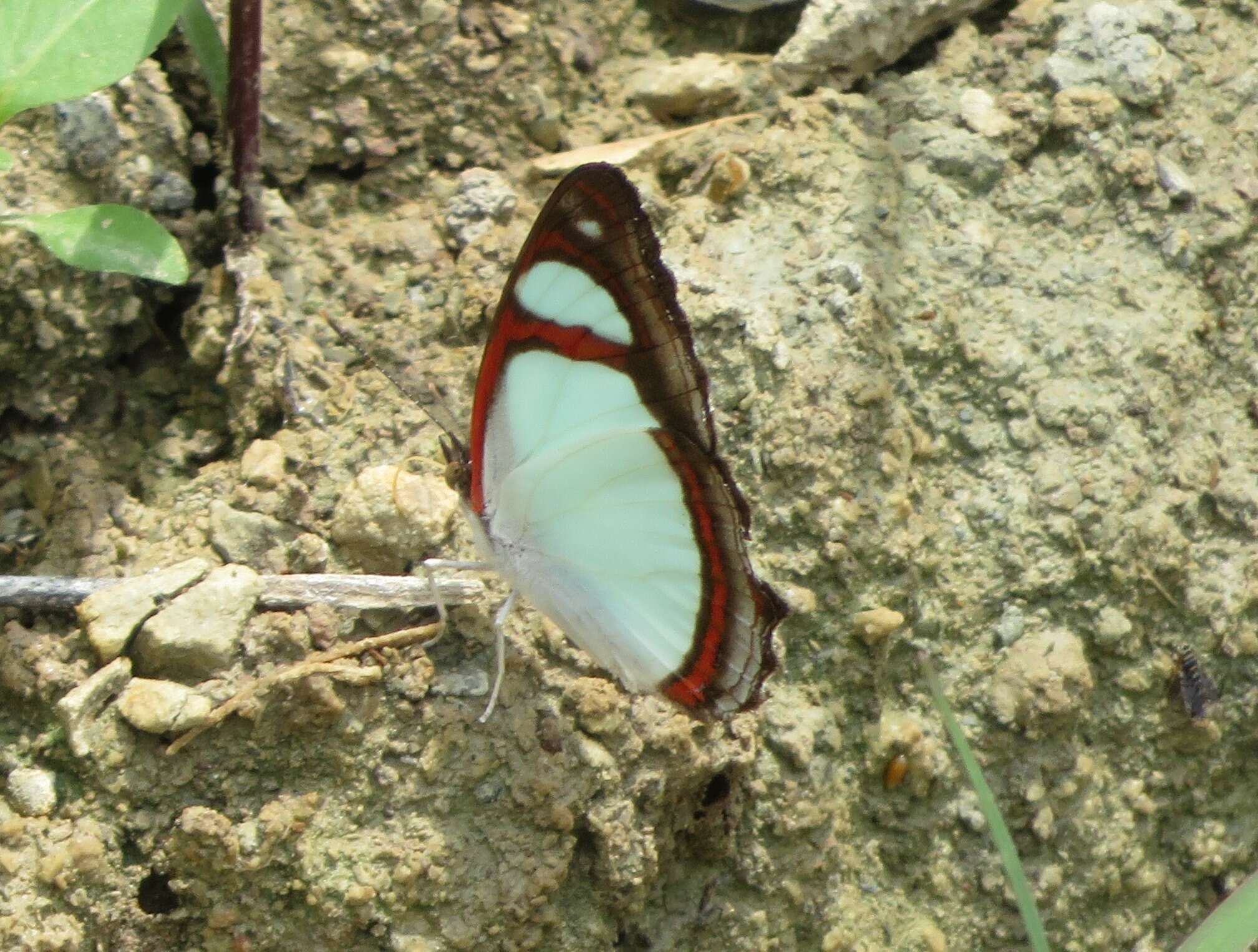 Image of Pyrrhogyra crameri Aurivillius