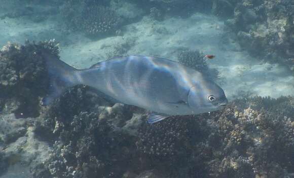 Image of Brown Chub