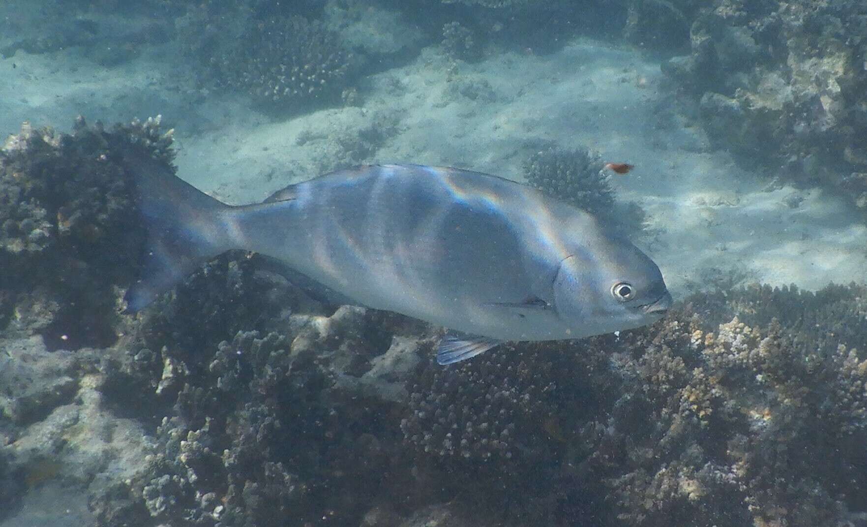 Image of Brown Chub