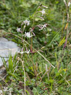 Image de Silene nutans subsp. nutans