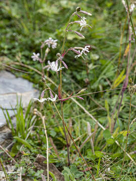 Imagem de Silene nutans subsp. nutans