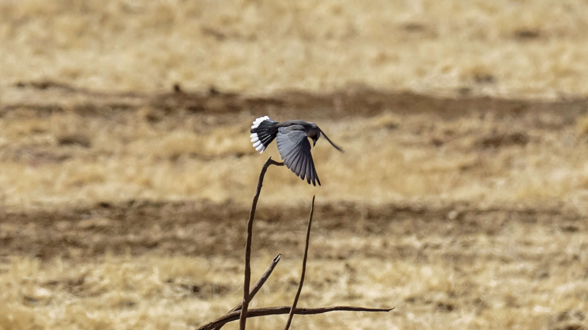 Image of Black-faced Woodswallow