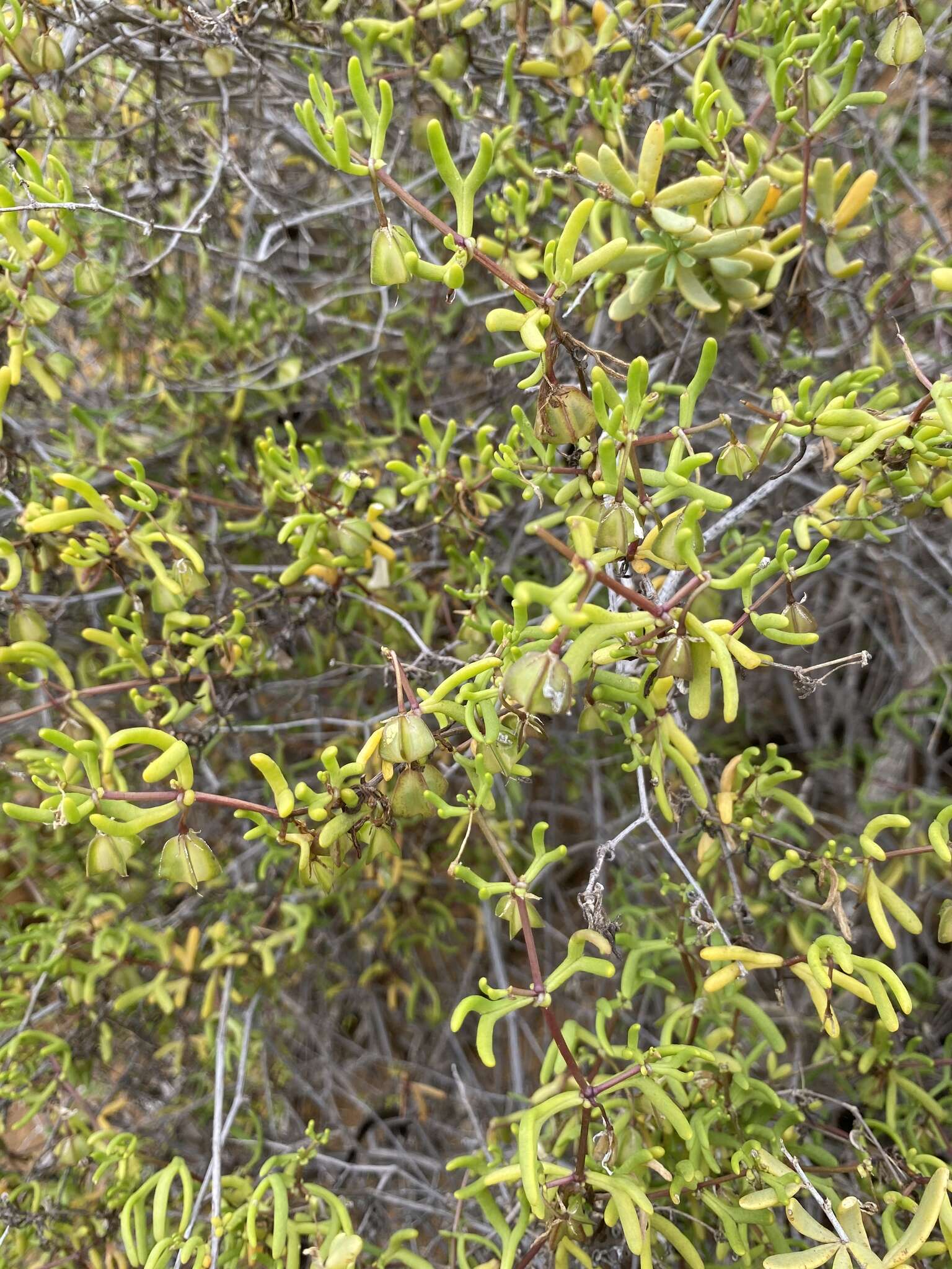 Image of Roepera confluens (H. Eichler) Beier & Thulin