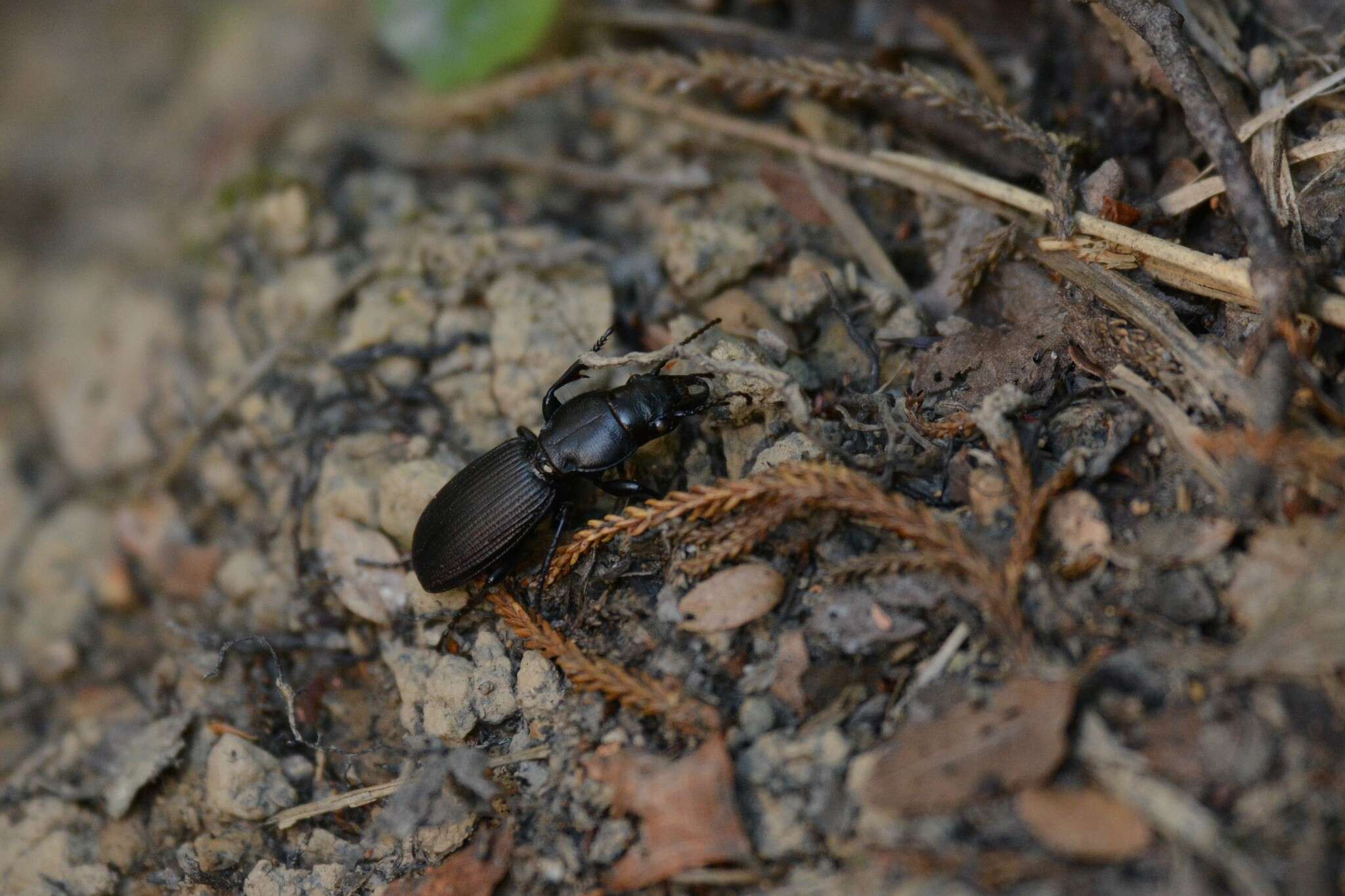 Image of Mecodema simplex Laporte 1867