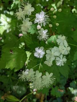 Image of Willamette false rue anemone