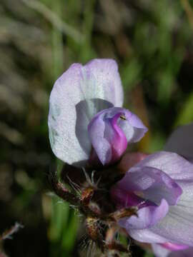 Image of Oxytropis helvetica Scheele