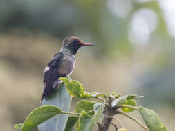 Lophornis stictolophus Salvin, Elliot & DG 1873 resmi