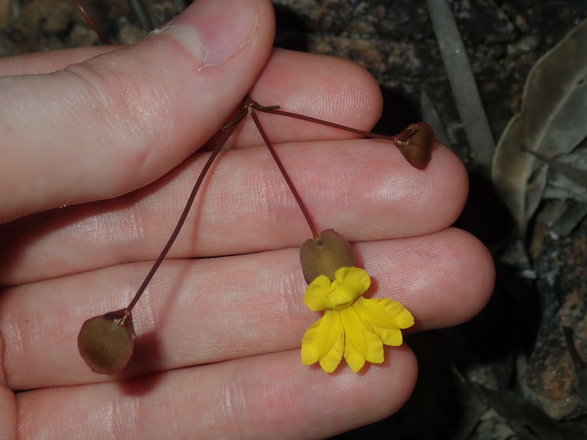 Goodenia caroliniana resmi