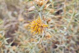 Image of Chuquiraga atacamensis Kuntze