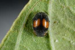 Image of Minute two-spotted ladybird beetle