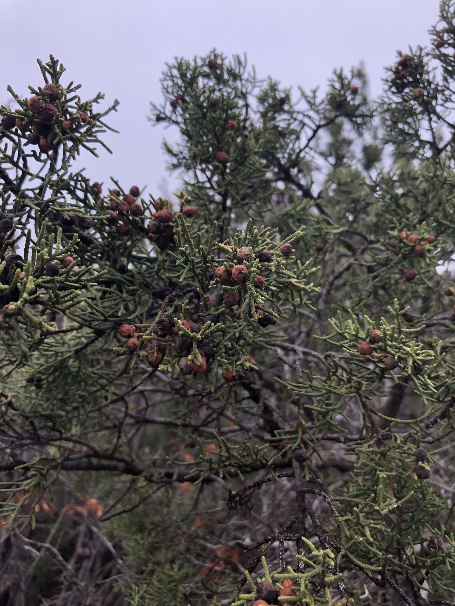 Plancia ëd Juniperus pinchotii Sudw.