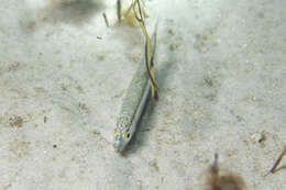 Image of Blue sardine