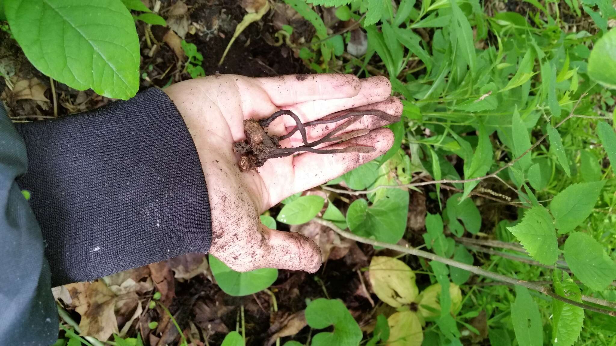 Image of Ophiocordyceps ravenelii (Berk. & M. A. Curtis) G. H. Sung, J. M. Sung, Hywel-Jones & Spatafora 2007