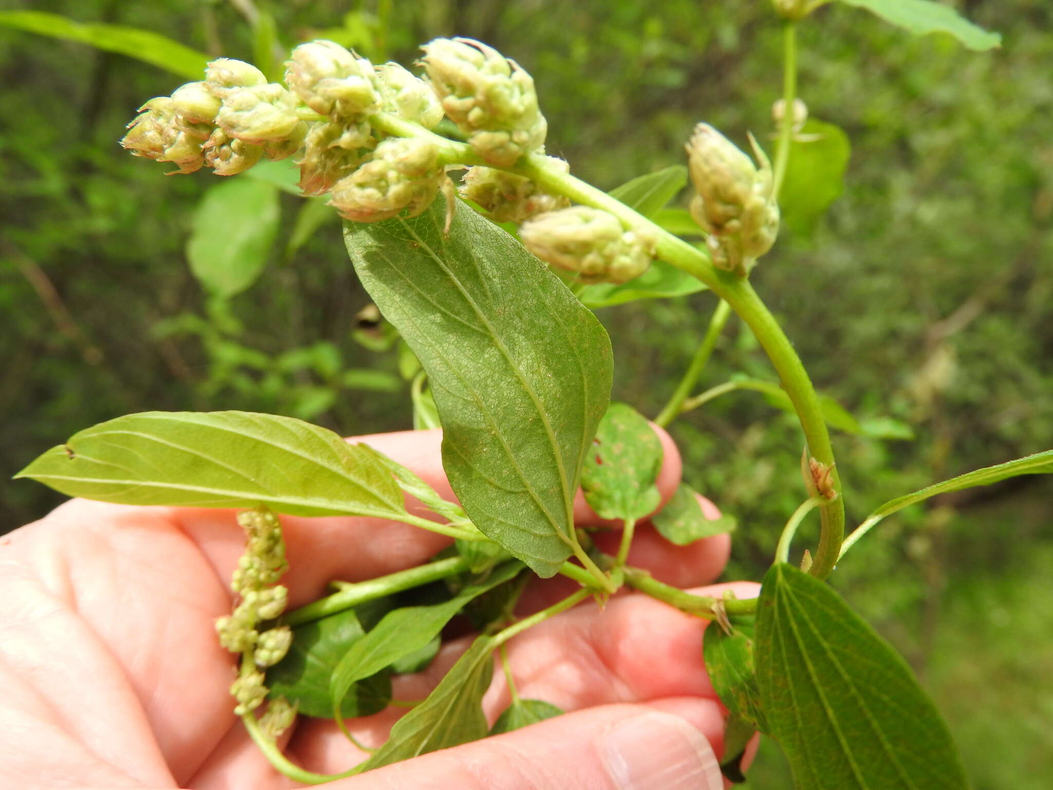 Image of Ceanothus integerrimus Hook. & Arn.