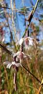 Image de Nabalus autumnalis (Walt.) Weakley