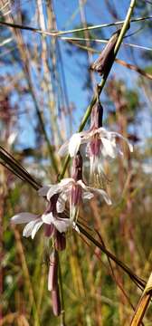 صورة Nabalus autumnalis (Walt.) Weakley